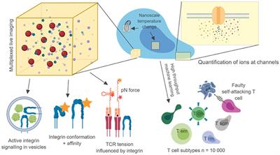 Bridging the Nanoscopy-Immunology Gap